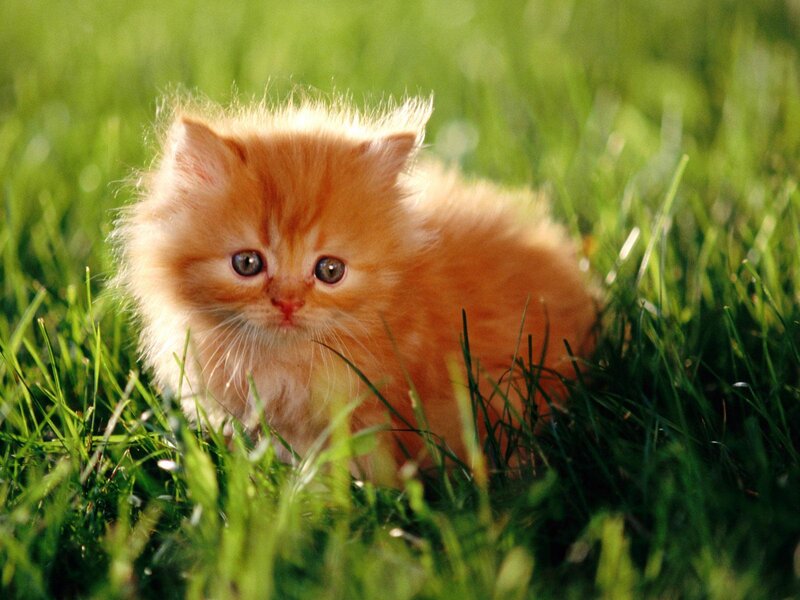 Fluffy Orange Kitten — Innocent
