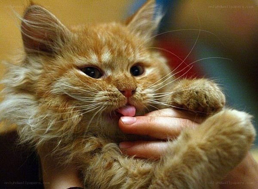 fluffy orange kitten licking hand