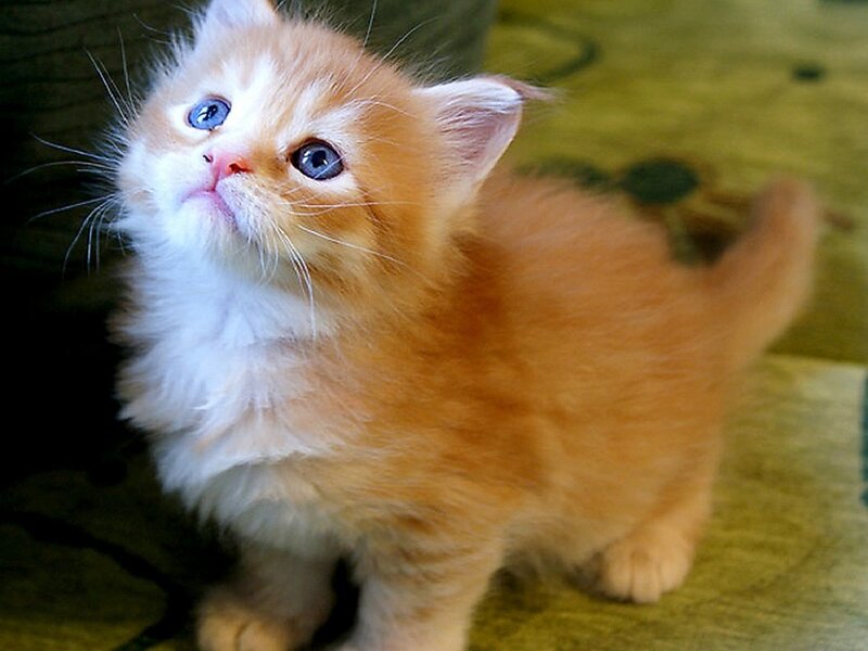fluffy orange kitten looking up