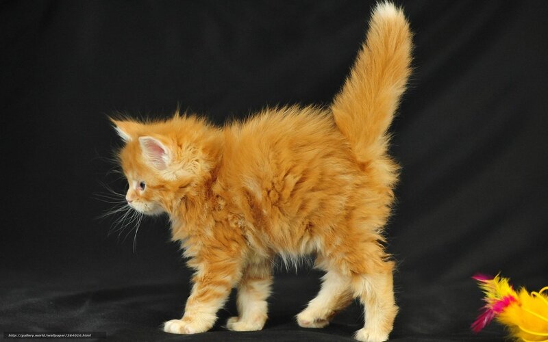 Fluffy Orange Kitten — Neutral
