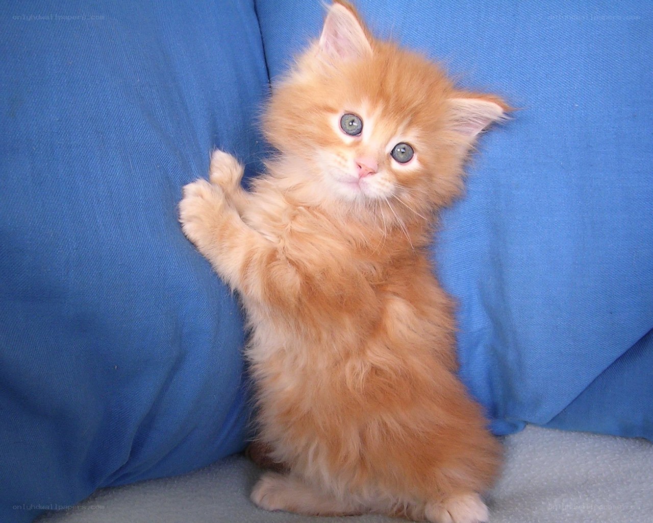 fluffy orange kitten on blue