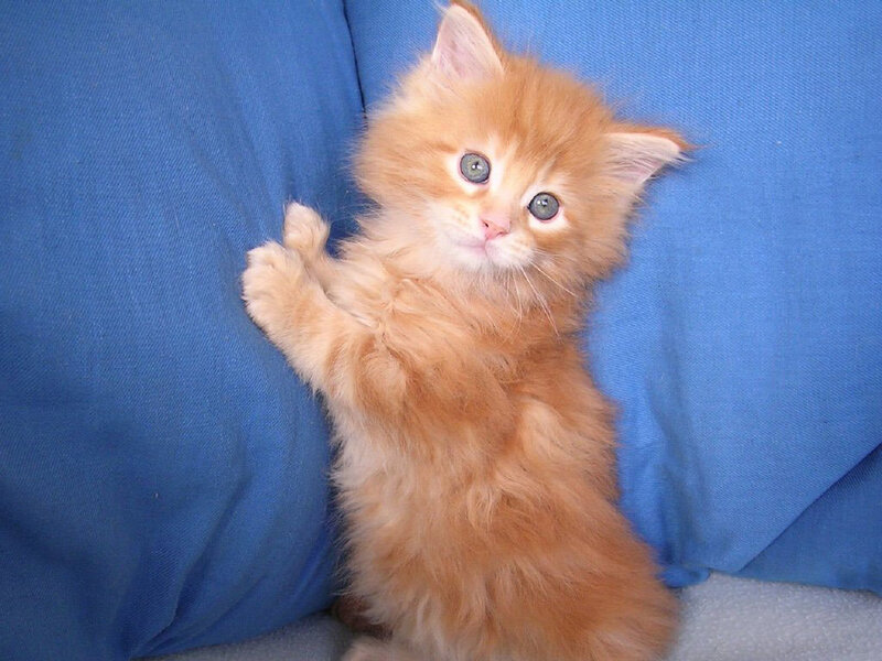 fluffy orange kitten on blue pillow