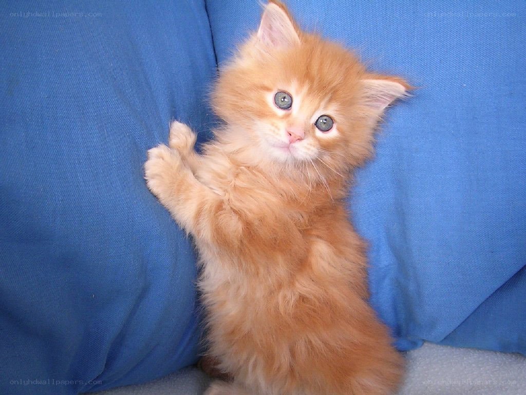 fluffy orange kitten on blue pillow