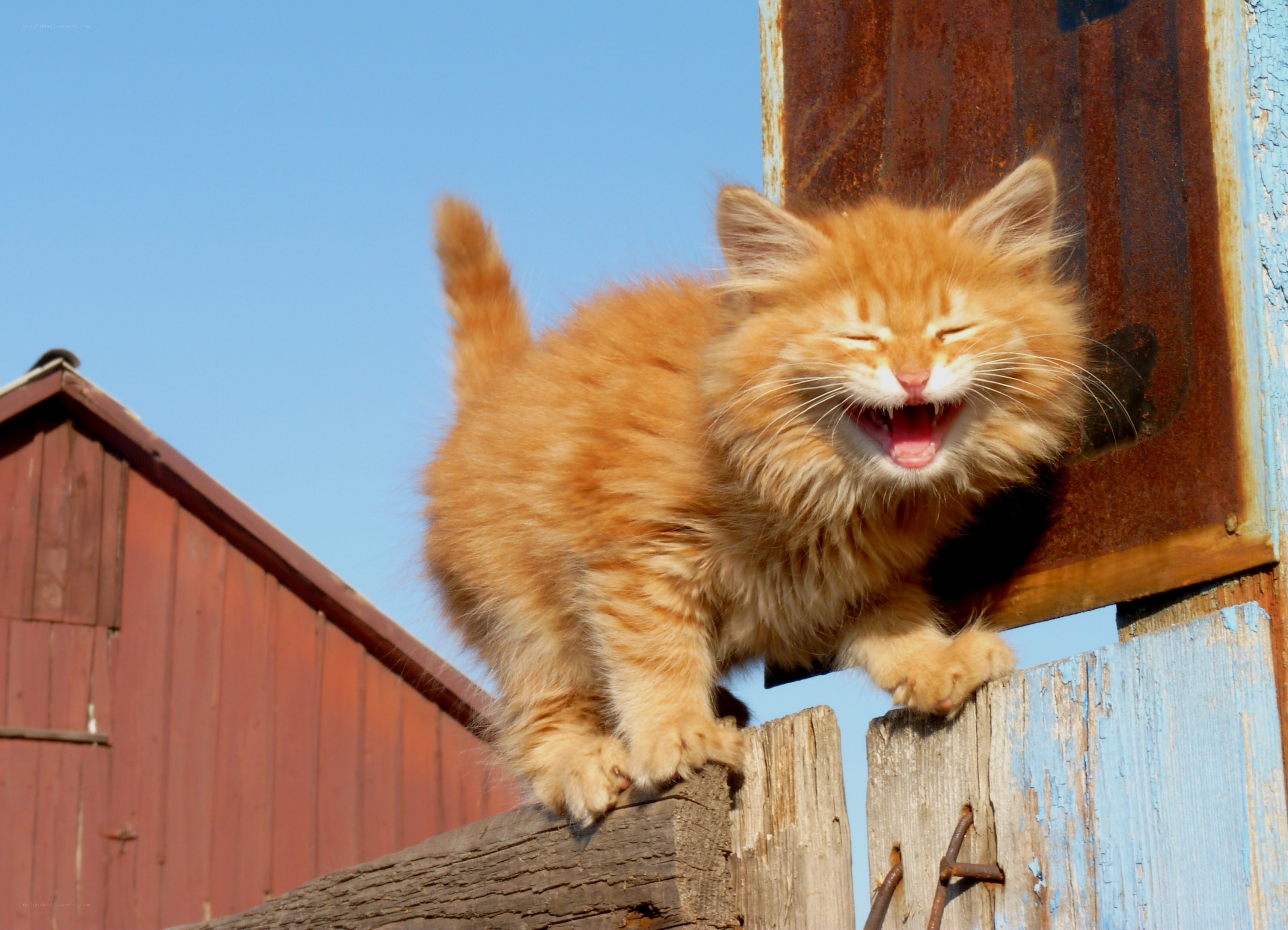 fluffy orange kitten on fence