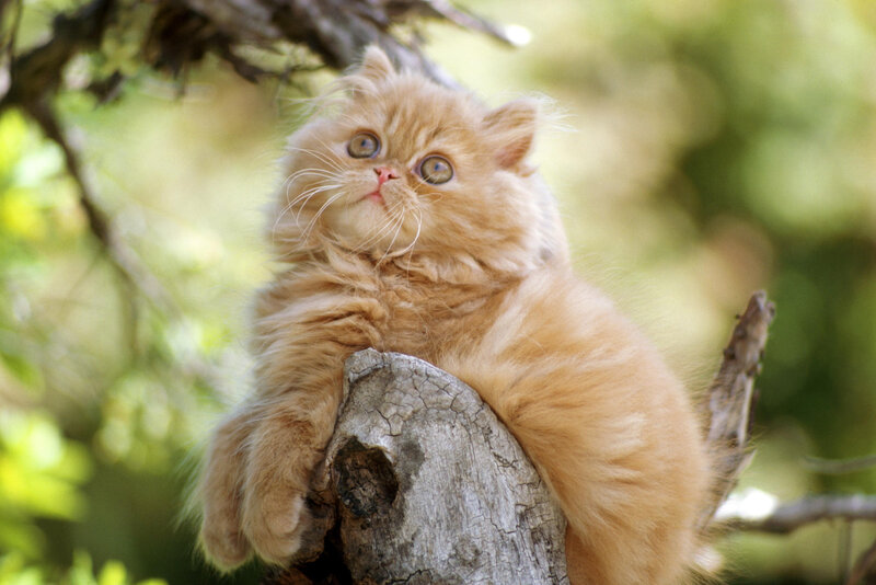 fluffy orange kitten on tree