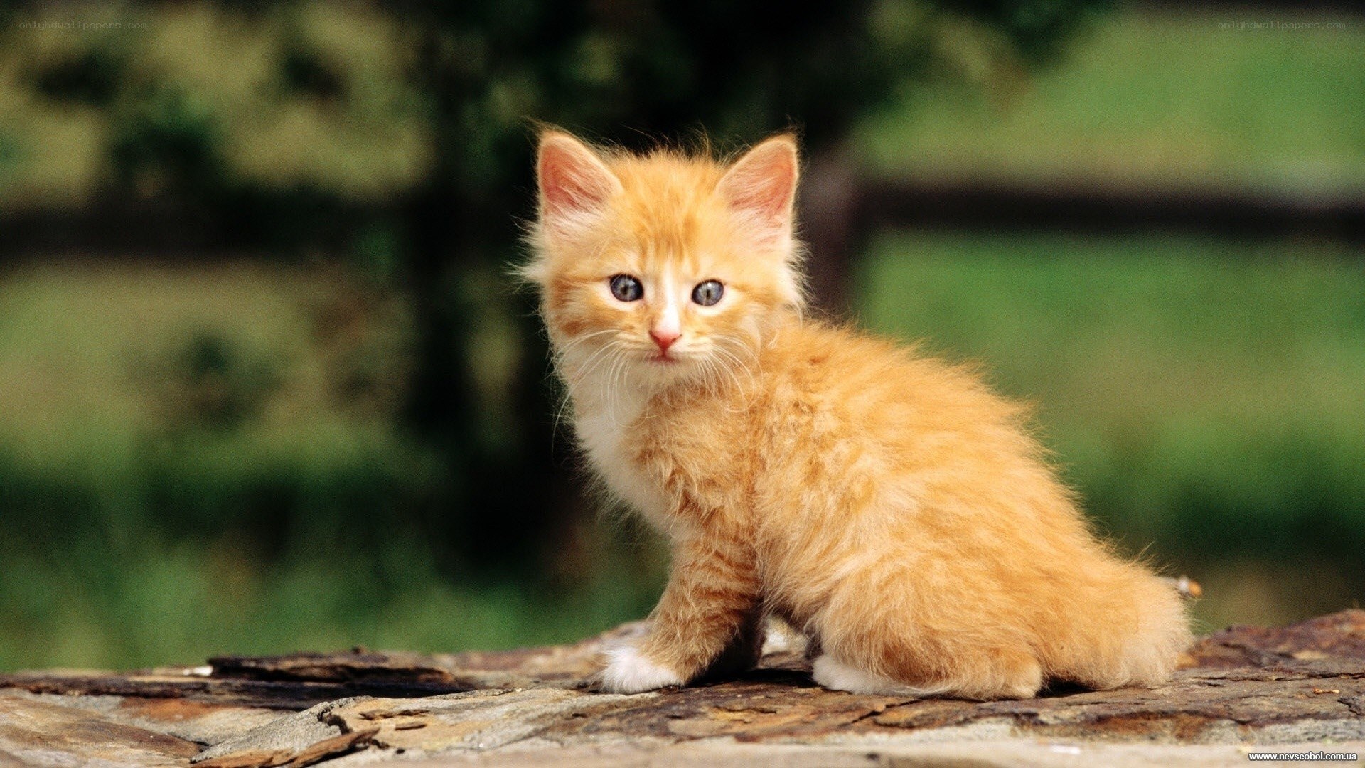 fluffy orange kitten outdoors