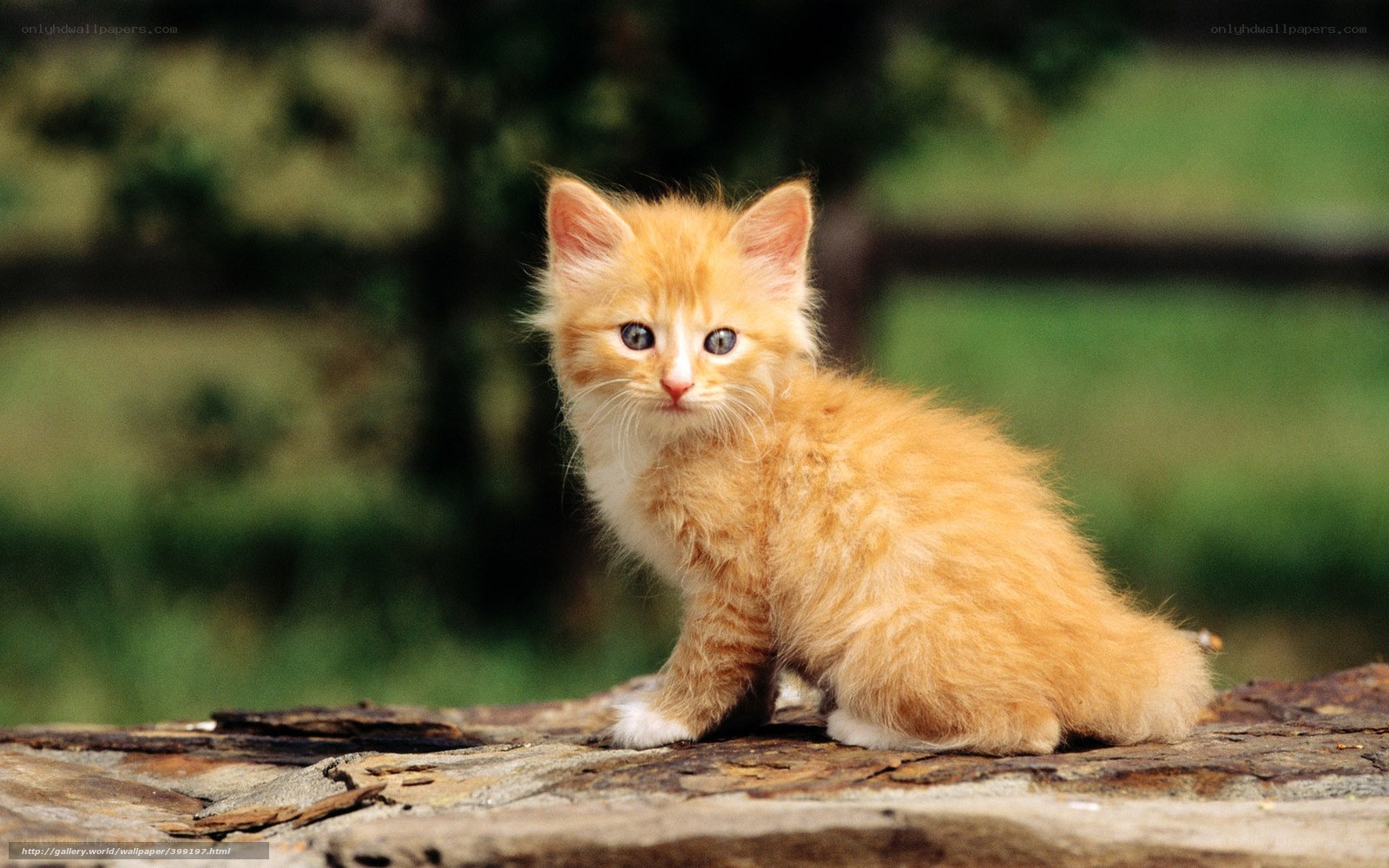 fluffy orange kitten outdoors