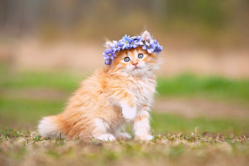 Fluffy Orange Kitten — Peaceful, Spring, Photograph, Flower Crown