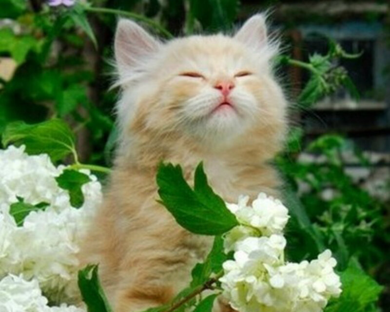 Fluffy Orange Kitten — Peaceful, Spring, Photograph