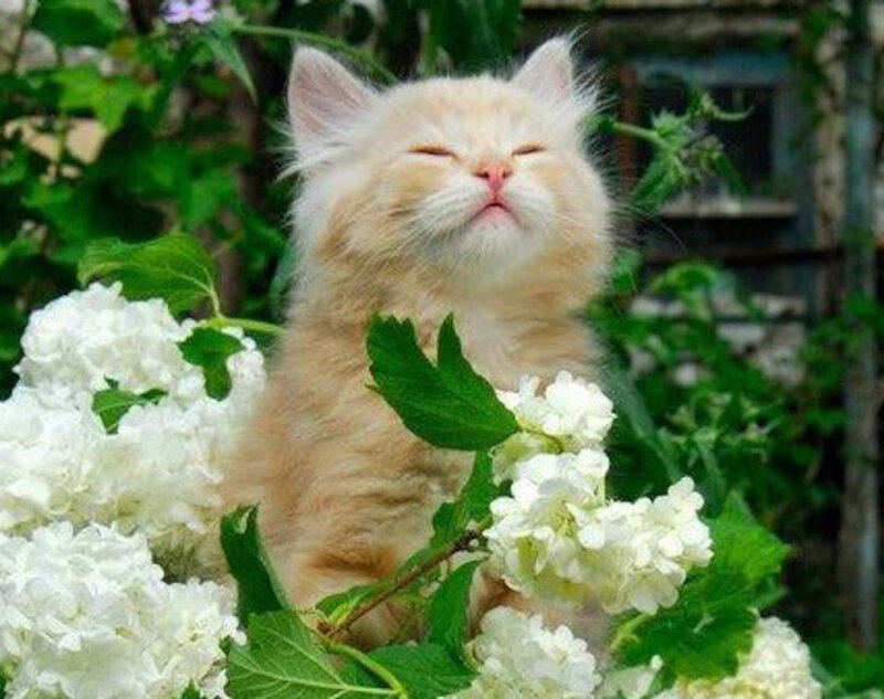 Fluffy Orange Kitten — Peaceful, Spring