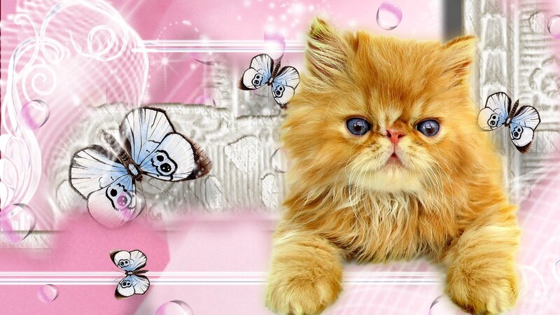 Fluffy Orange Kitten — Pink
