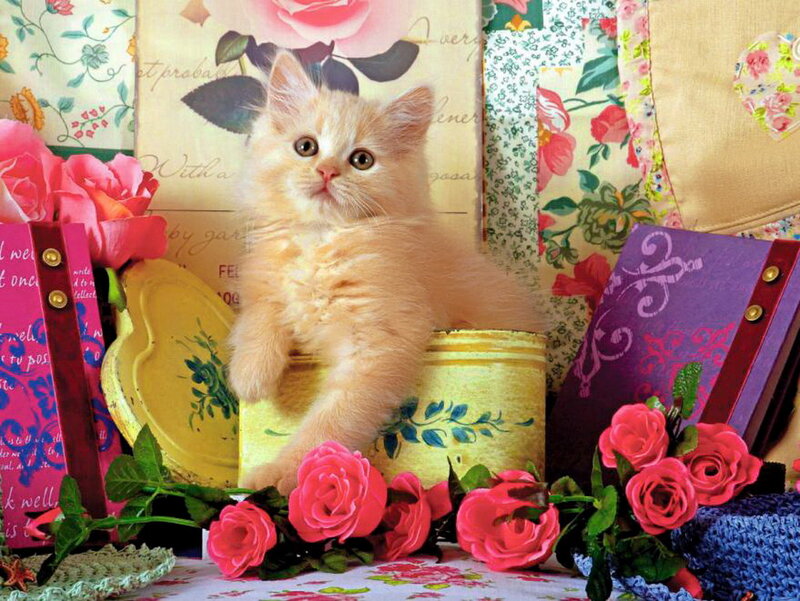 Fluffy Orange Kitten — Pink, Whimsical