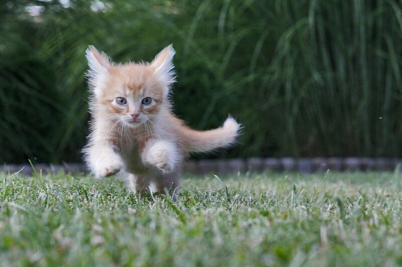 Fluffy Orange Kitten — Playful, Afternoon, Photograph, Grass