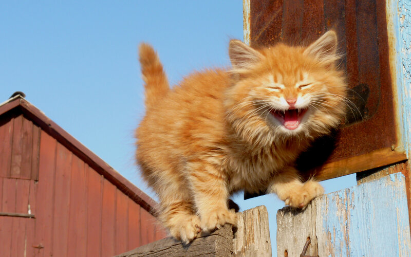 Fluffy Orange Kitten — Playful, Afternoon, Photograph