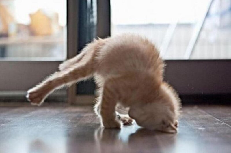 Fluffy Orange Kitten — Playful, Morning