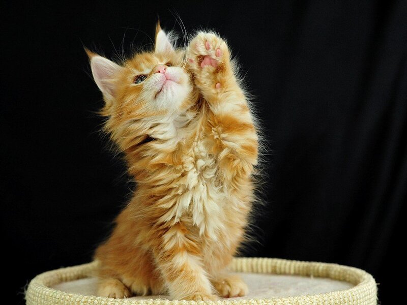 Fluffy Orange Kitten — Playful, Photograph, Black Background