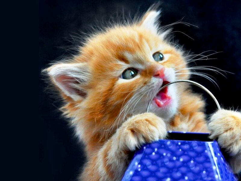 Fluffy Orange Kitten — Playful, Photograph, Blue Container, Metal Handle
