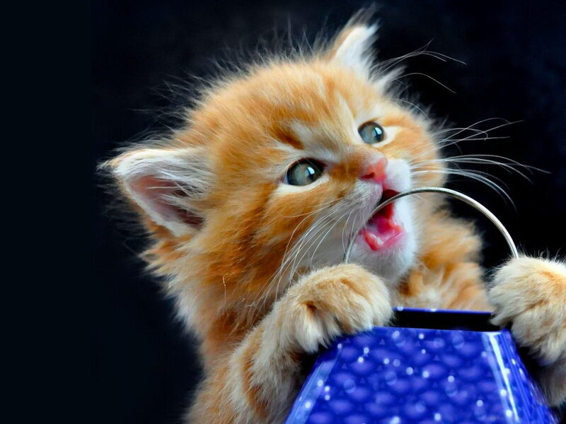 Fluffy Orange Kitten — Playful, Photograph, Blue Container