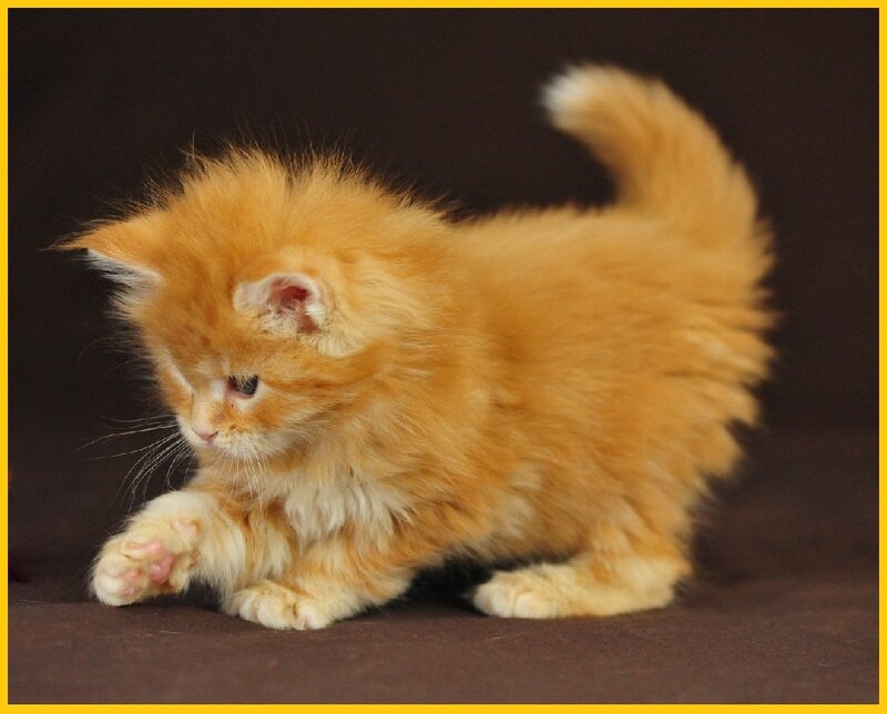 Fluffy Orange Kitten — Playful, Photograph, Cat