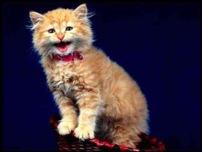 Fluffy Orange Kitten — Playful, Photograph, Collar