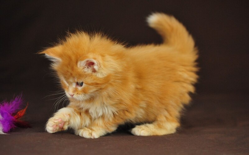 Fluffy Orange Kitten — Playful, Photograph, Feather Toy, Dark Background