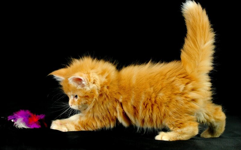 Fluffy Orange Kitten — Playful, Photograph, Feather Toy