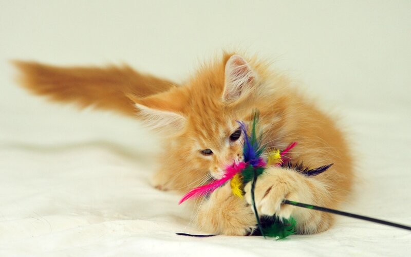 Fluffy Orange Kitten — Playful, Photograph, Feather Toy, White Surface