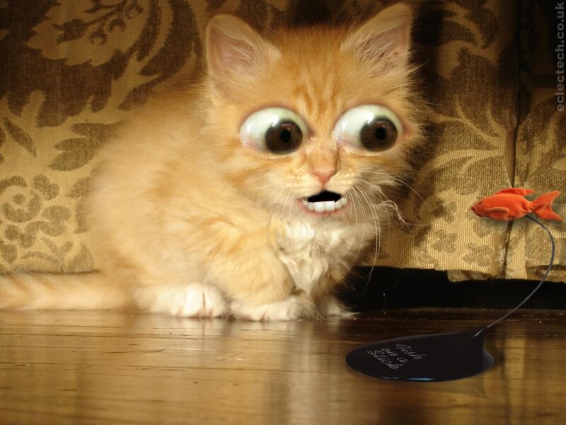Fluffy Orange Kitten — Playful, Photograph, Fish Toy