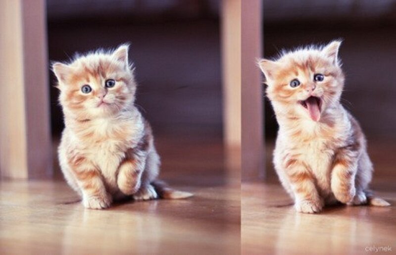 Fluffy Orange Kitten — Playful, Photograph, Floor