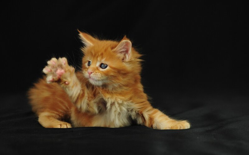 Fluffy Orange Kitten — Playful, Photograph, Paw