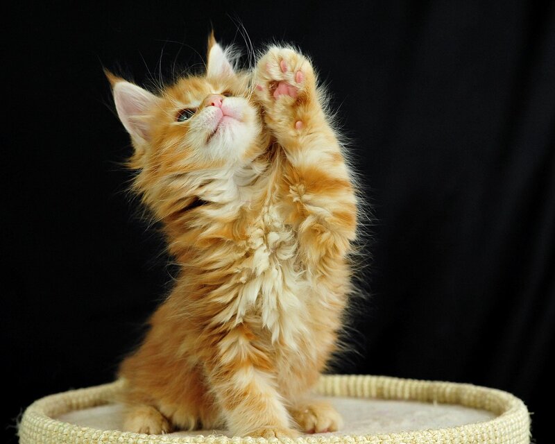 Fluffy Orange Kitten — Playful, Photograph, Paws