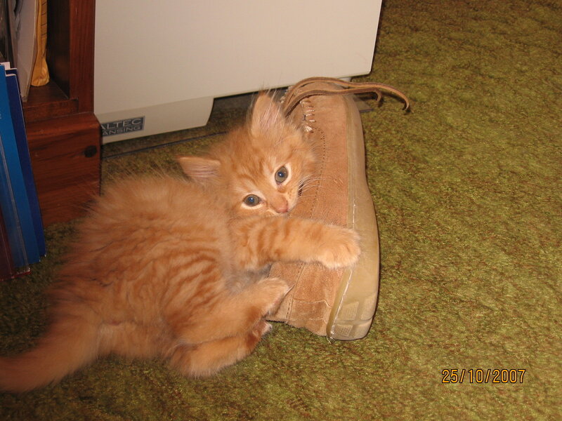 Fluffy Orange Kitten — Playful, Photograph, Shoe