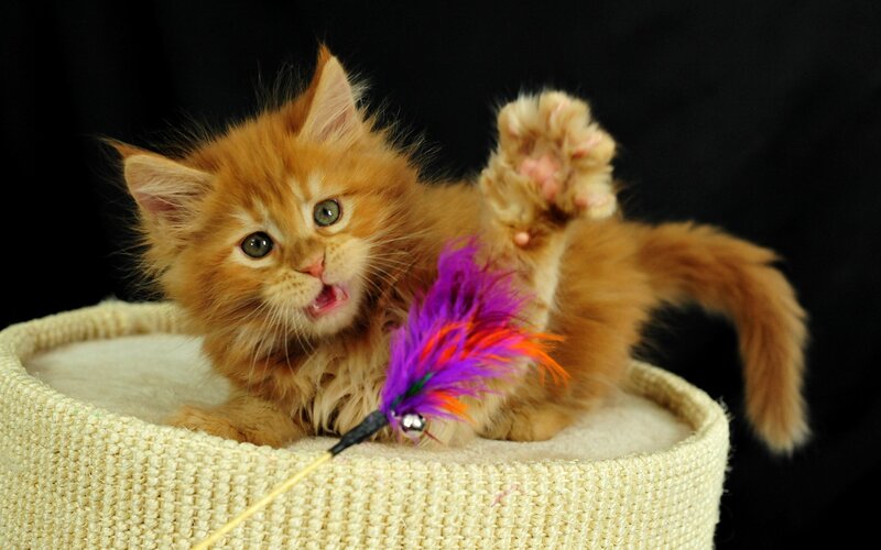 Fluffy Orange Kitten — Playful, Photograph