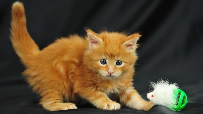 Fluffy Orange Kitten — Playful, Photograph, Toy Mouse