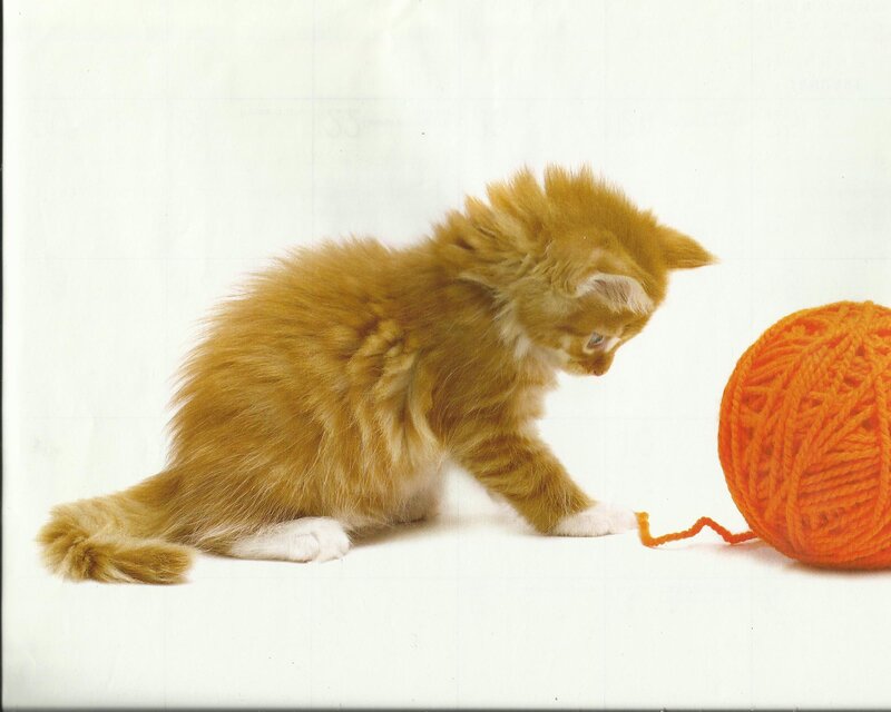 Fluffy Orange Kitten — Playful, Photograph, Yarn Ball