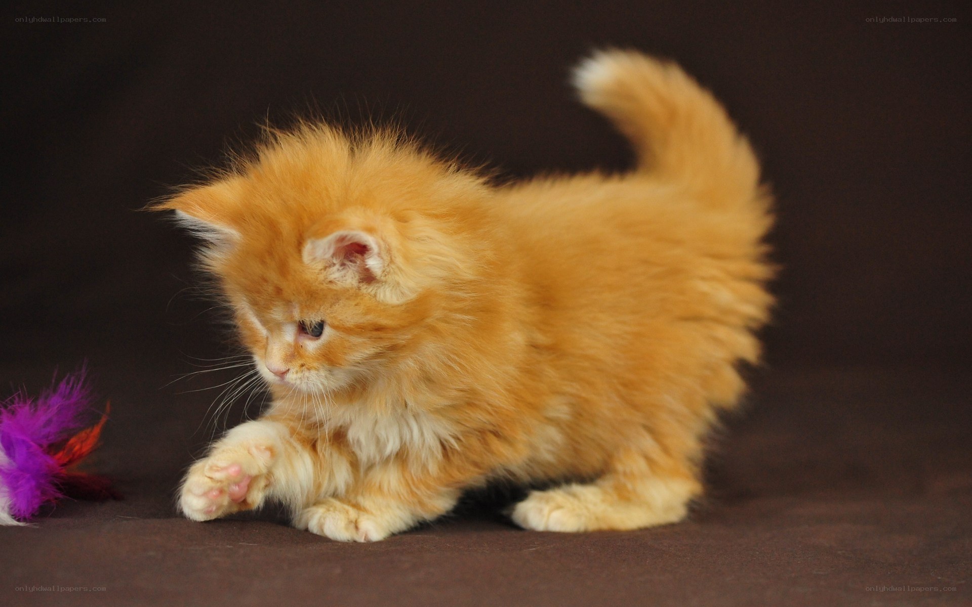 fluffy orange kitten playing