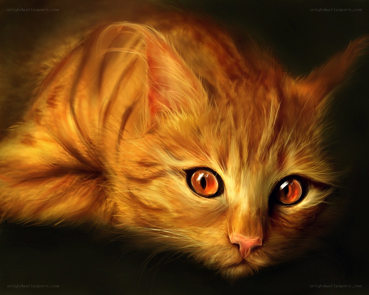 fluffy orange kitten portrait
