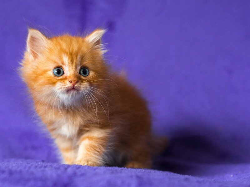 Fluffy Orange Kitten — Purple, Calm, Photograph