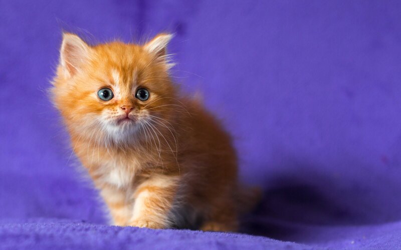 Fluffy Orange Kitten — Purple, Calm