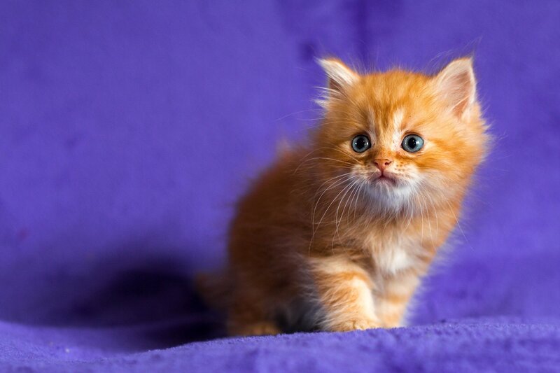 Fluffy Orange Kitten — Purple
