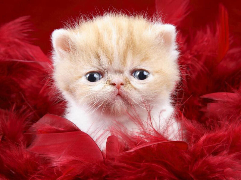 Fluffy Orange Kitten — Red, Calm, Photograph