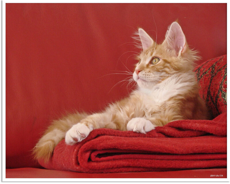 Fluffy Orange Kitten — Red, Calm