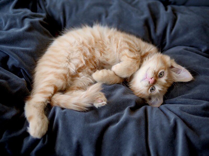 Fluffy Orange Kitten — Relaxed