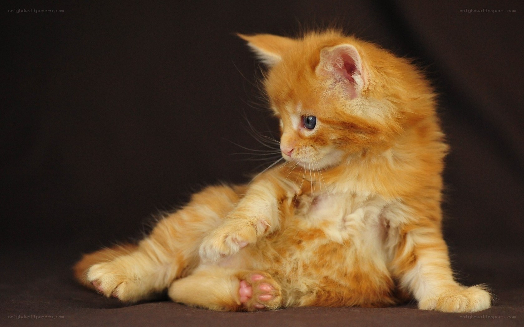 fluffy orange kitten sitting