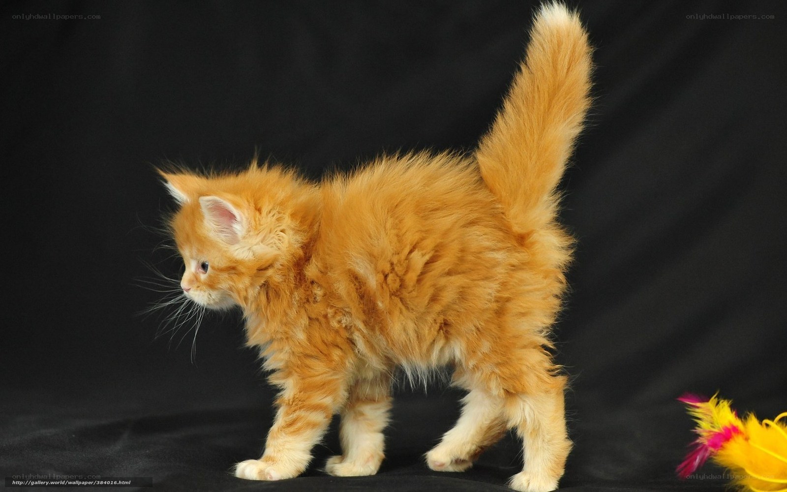 fluffy orange kitten walking