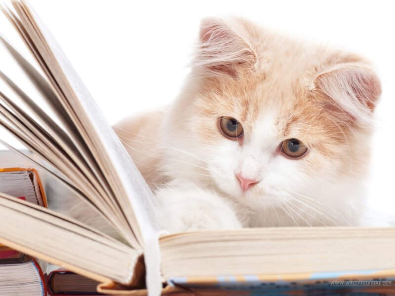 Fluffy Orange Kitten — White, Calm, Photograph, Book