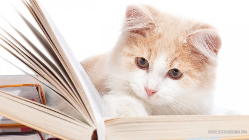Fluffy Orange Kitten — White, Calm, Photograph, Book, White Background, Paws