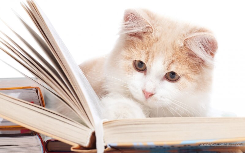 Fluffy Orange Kitten — White, Calm, Photograph, Book, White Background