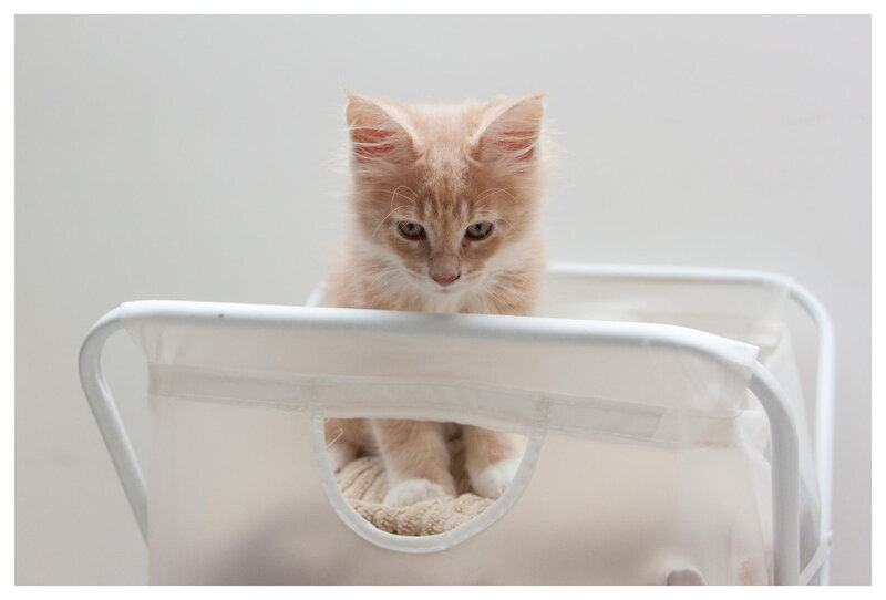 Fluffy Orange Kitten — White, Calm, Photograph, Cat Carrier
