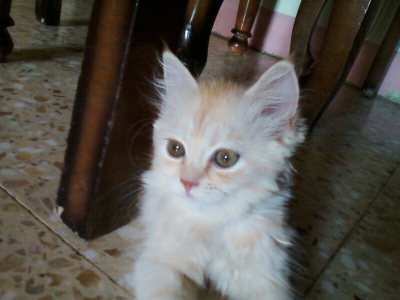 Fluffy Orange Kitten — White, Calm